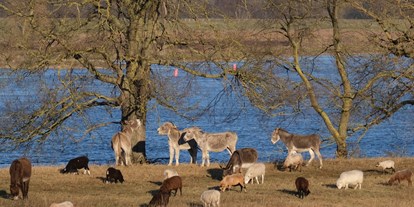 Rollstuhlgerechte Unterkunft - Lüneburger Heide - Esel und Schafe an der Elbe - Hof Elsbusch