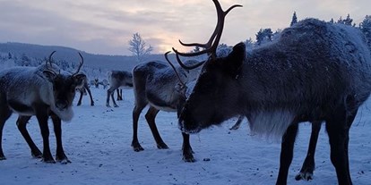 Rollstuhlgerechte Unterkunft - Süd-Lappland - You get to say hello to the locals! - The Friendly Moose Lapland