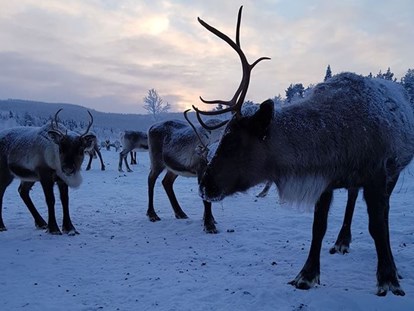 Rollstuhlgerechte Unterkunft - You get to say hello to the locals! - The Friendly Moose Lapland