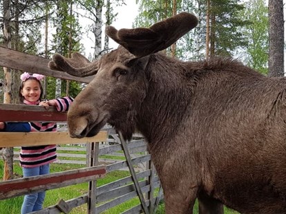 Rollstuhlgerechte Unterkunft - Pflegebett - Oscar The Moose is the friendliest moose we know. You can stroke him and feed him. He is beautiful. - The Friendly Moose Lapland