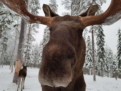 Rollstuhlgerechte Unterkunft - Pflegebett - The Friendly Moose Lapland