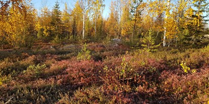 Rollstuhlgerechte Unterkunft - Süd-Lappland - Autumn is a beautiful time in the forest.  - The Friendly Moose Lapland