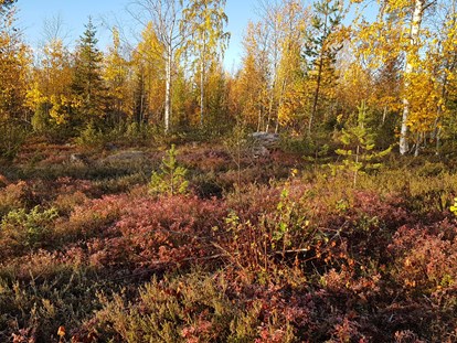 Rollstuhlgerechte Unterkunft - Unterkunftsart: Gästehaus - Norrbottens - Autumn is a beautiful time in the forest.  - The Friendly Moose Lapland