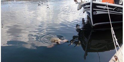 Rollstuhlgerechte Unterkunft - Südliche Ionische Inseln - Die Meeresschildkröten im Hafen von Argostoli - Joleni Cottage