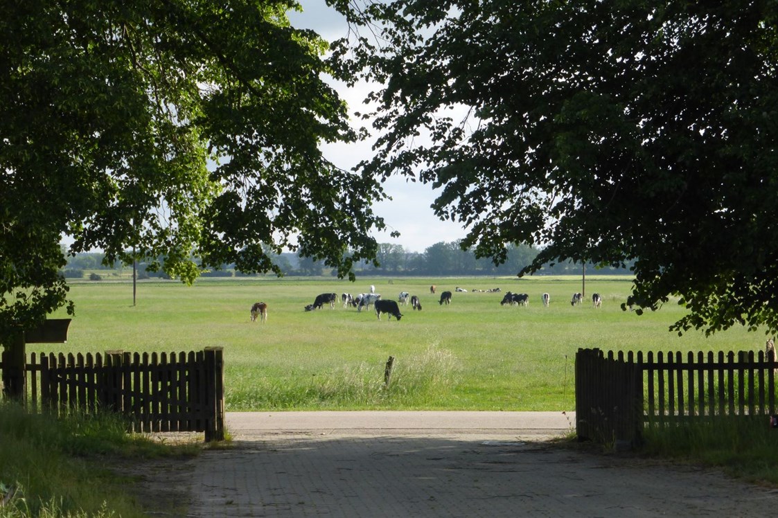Rollstuhl-Urlaub: Die Kühe von Gegenüber - Hof Elsbusch