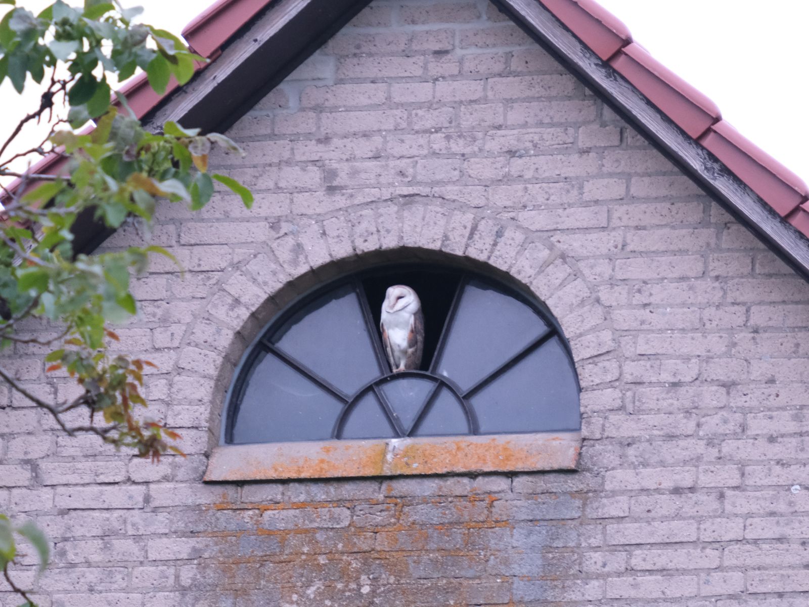 Rollstuhl-Urlaub: Eule in der Scheune - Hof Elsbusch