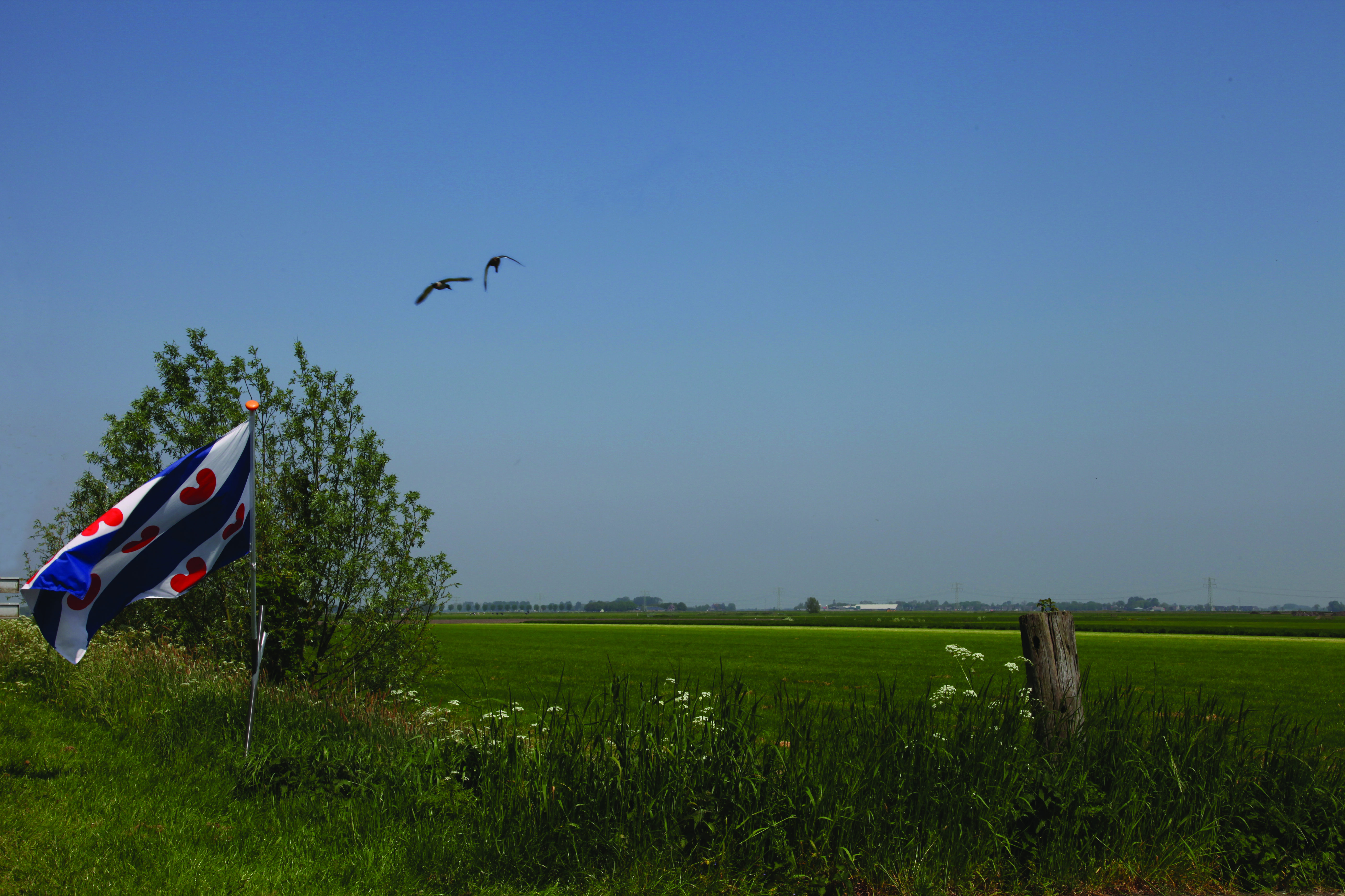 Rollstuhl-Urlaub: Grüne Wiesen, kleine, von hohen Bäumen gesäumte Haufendörfer, Rad- und Wanderwege und natürlich die friesische Flagge an den friesischen Seen. - ievers yn Fryslân