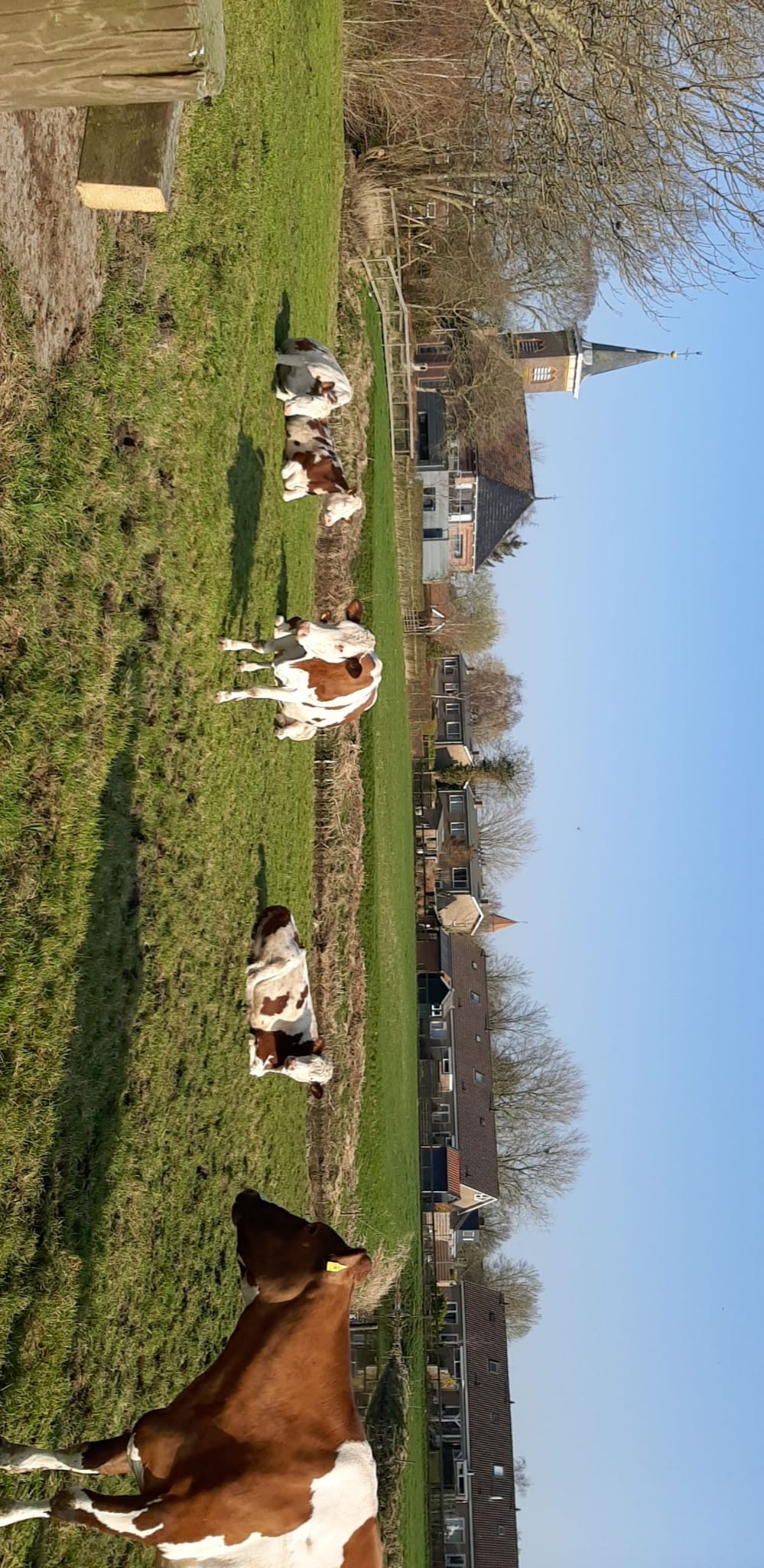 Rollstuhl-Urlaub: Im Frühling, wenn das Gras wieder zu wachsen beginnt, kommen die Wiesenvögel aus Afrika zurück und ihr Gesang hallt über die Felder bis zu Ihrem Ferienhaus. - ievers yn Fryslân