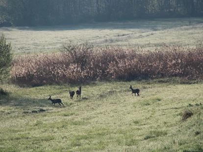Rollstuhlgerechte Unterkunft - Pflegebett - Rehe auf den Überschwemmungswiesen - Unser Schwalbennest