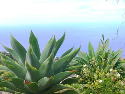 Rollstuhlgerechte Unterkunft - Unterkunftsart: Ferienhaus - Agaven im Garten - Vorsicht: sehr spitze Dornen - Villa Finca Tijarafe mit beheiztem Pool - barrierefreier Eingang