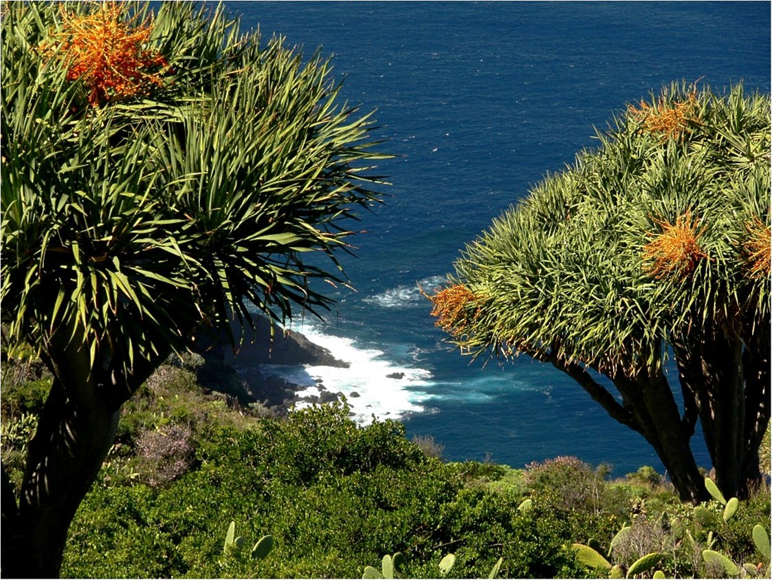 Rollstuhl-Urlaub: endemische Pflanzen - Dragobäume - Drachenbäume - nur auf den Kanaren - Villa Finca Tijarafe mit beheiztem Pool - barrierefreier Eingang