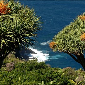 Rollstuhl-Urlaub: endemische Pflanzen - Dragobäume - Drachenbäume - nur auf den Kanaren - Villa Finca Tijarafe mit beheiztem Pool - barrierefreier Eingang