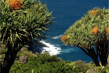 Rollstuhl-Urlaub: Atlantik und endemische-kanartische  Dragobäume (Drachenbaum) - Villa Atlantico mit beheiztem Pool und barrierefreiem Eingang