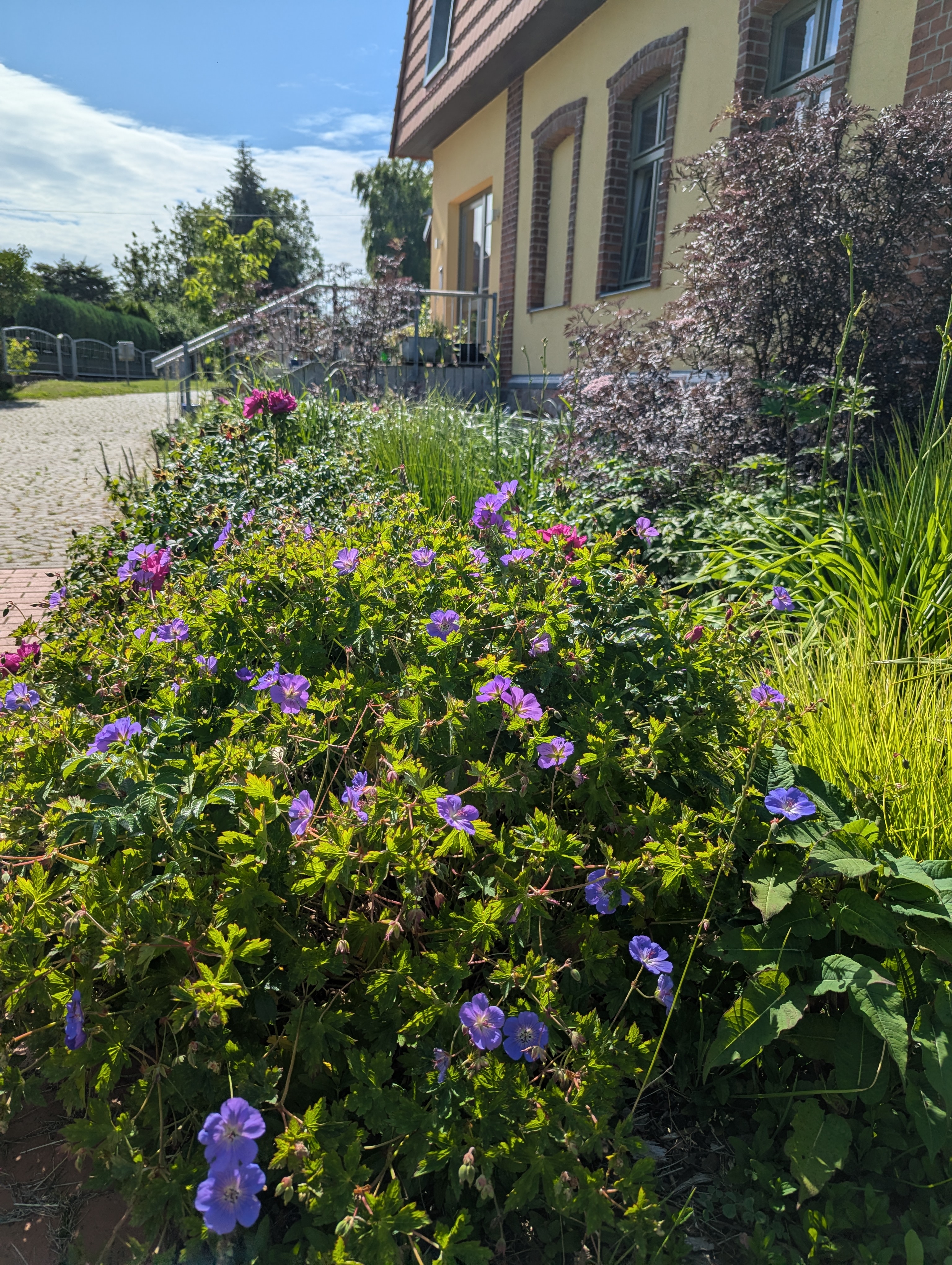 Rollstuhl-Urlaub: Ein Park zum Verweilen – Die grüne Oase des Gutshofes Roggow

Rund um den Gutshof Roggow erstreckt sich eine liebevoll gestaltete Parkanlage, die mit ihrem alten Baumbestand und weitläufigen Wiesen zum Innehalten einlädt. Das Gewächshaus mit gemütlicher Sitzecke für kühlere Tage, eine idyllische Schafweide, ein kleiner Teich und die artenreiche Streuobstwiese sowie die professionell angelegten Staudenbeete verleihen dem Park seinen besonderen Charakter. Gepflegte Wege führen vorbei an sonnigen und schattigen Plätzen, während zahlreiche Sitzbänke Gelegenheit bieten, den Blick über die mecklenburgische Landschaft schweifen zu lassen.

Ein Ort, der Ruhe schenkt und zugleich Raum für Begegnung und Naturerlebnis bietet – für unsere Feriengäste ebenso wie für Besucher des Gutshofes. - Gutshof Roggow bei Güstrow