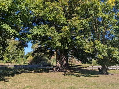 Rollstuhlgerechte Unterkunft - Pflegebett - Der Park des Gutshofes Roggow steht allen Bewohnern zur Verfügung - Gutshof Roggow bei Güstrow