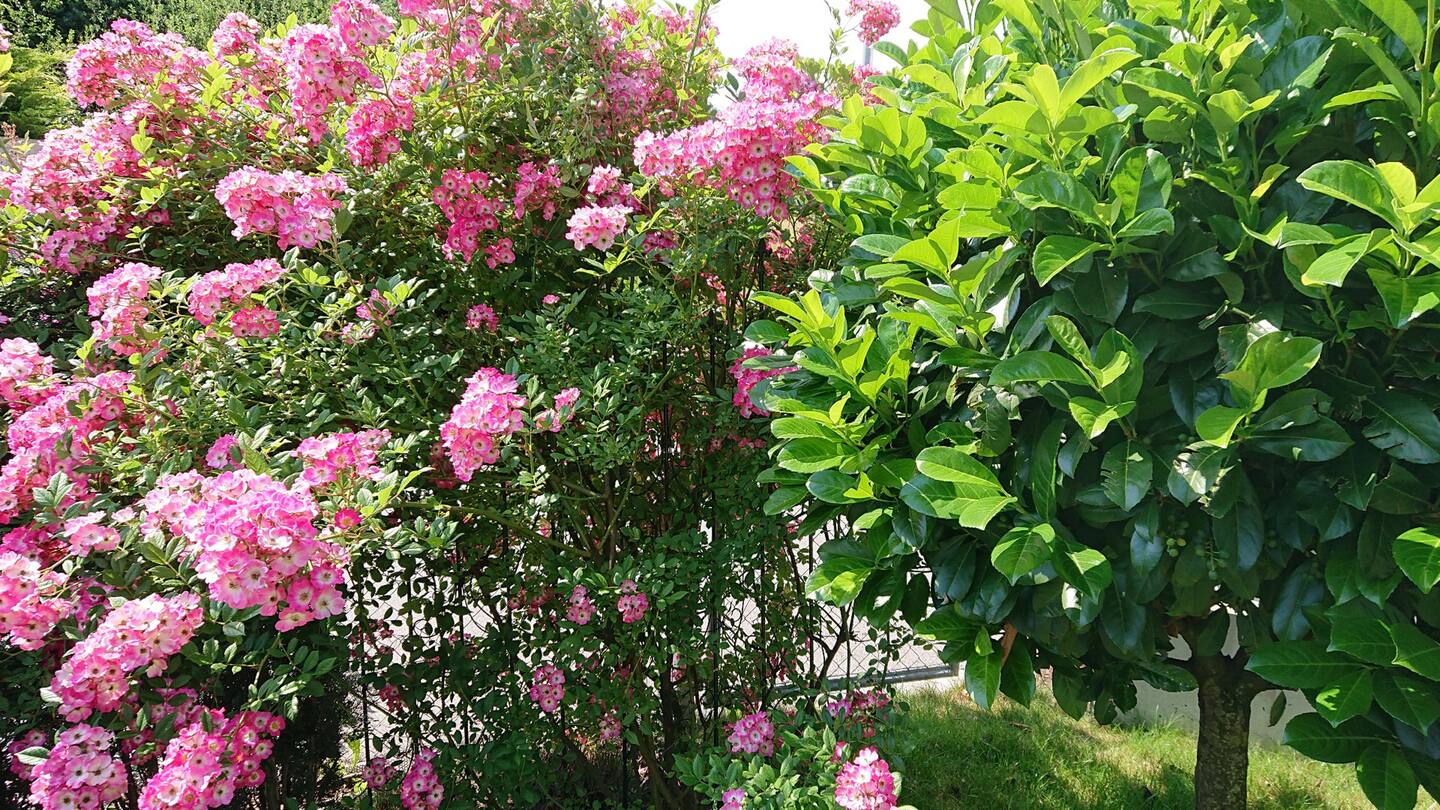 Rollstuhl-Urlaub: Garten Pflanzen - Ferienwohnung Werner Bad Aibling