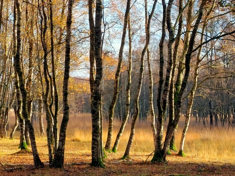 Rollstuhl-Urlaub: KnusinTwente
