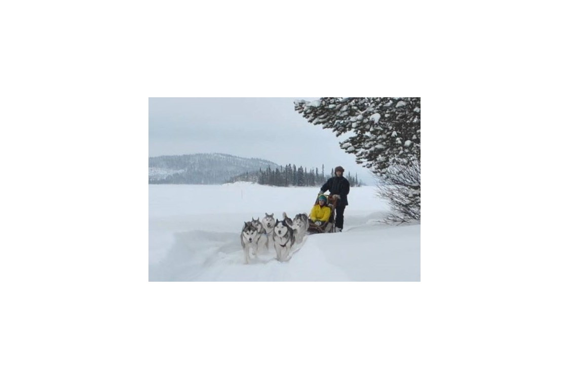 Rollstuhl-Urlaub: Meet the lovely Siberian Huskies and let them take you across the frozen lake. 2 types of sled to suit all abilities. - The Friendly Moose Lapland