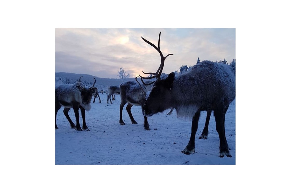 Rollstuhl-Urlaub: You get to say hello to the locals! - The Friendly Moose Lapland