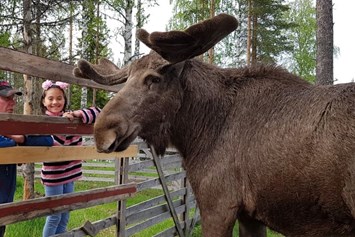 Rollstuhl-Urlaub: Oscar The Moose is the friendliest moose we know. You can stroke him and feed him. He is beautiful. - The Friendly Moose Lapland