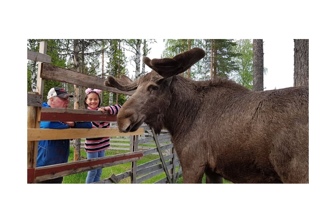 Rollstuhl-Urlaub: Oscar The Moose is the friendliest moose we know. You can stroke him and feed him. He is beautiful. - The Friendly Moose Lapland