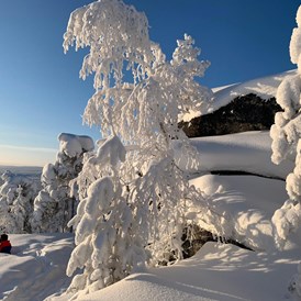 Rollstuhl-Urlaub: A Winter Wonderland - The Friendly Moose Lapland
