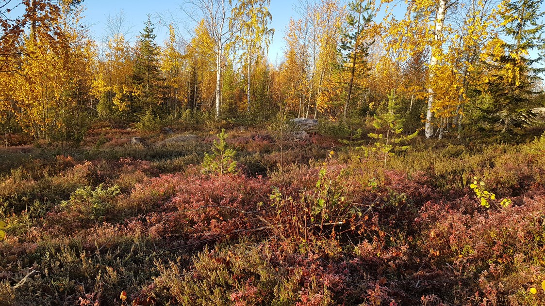 Rollstuhl-Urlaub: Autumn is a beautiful time in the forest.  - The Friendly Moose Lapland