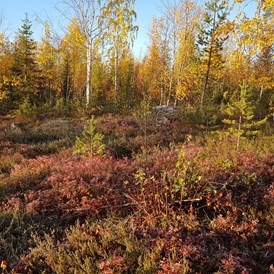 Rollstuhl-Urlaub: Autumn is a beautiful time in the forest.  - The Friendly Moose Lapland