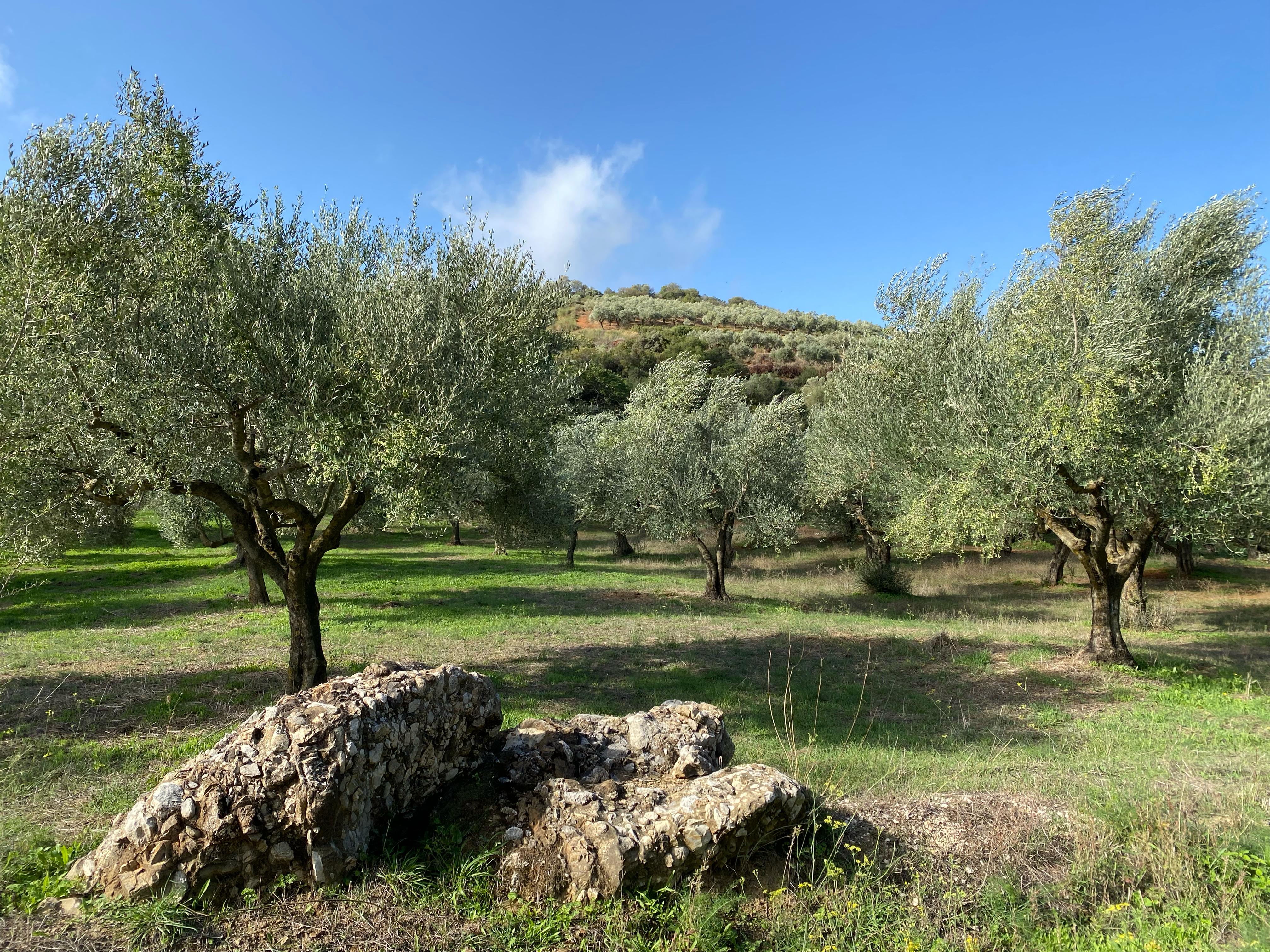 Rollstuhl-Urlaub: Olivenhaine rundum Kalamata - Exoporta Apartments Kalamata
