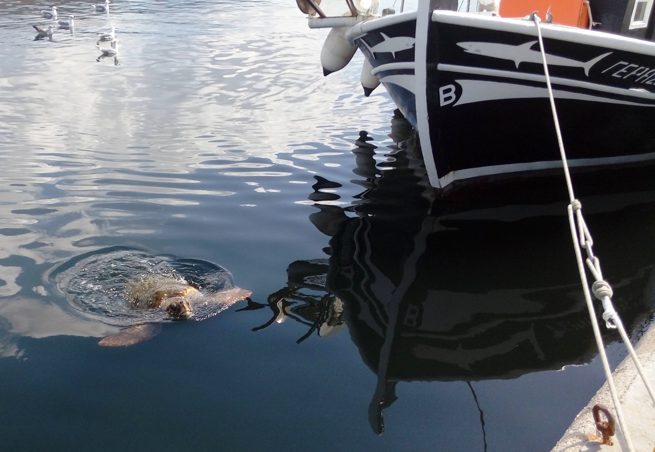 Joleni Cottage Ausflugsziele speziell für Rollstuhlfahrer Meeresschildkröten