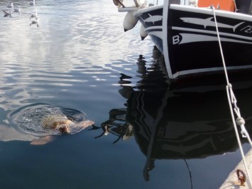 Joleni Cottage Ausflugsziele speziell für Rollstuhlfahrer Meeresschildkröten