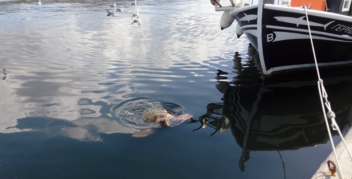 Rollstuhl-Urlaub: Die Meeresschildkröten im Hafen von Argostoli - Joleni Cottage