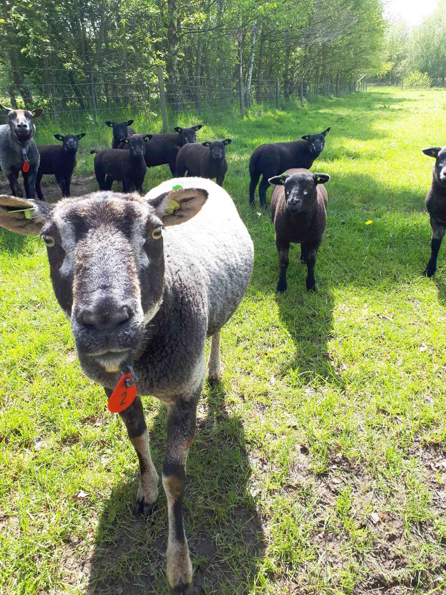 Rollstuhl-Urlaub: Tieren auf  Landgoed de Biestheuvel - Landgoed de Biestheuvel