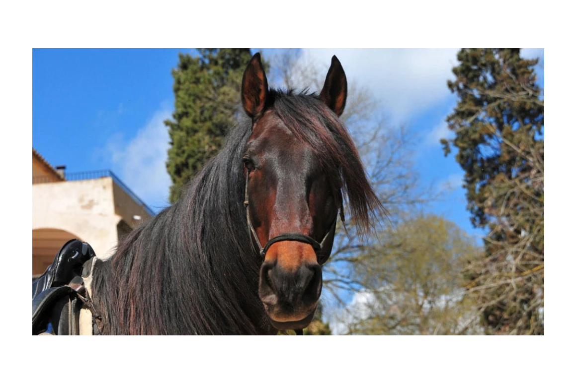 Rollstuhl-Urlaub: Glückliche Pferde, - ausgebildet für den Therapiebereich und für das Trailreiten. - Equinoterapia Girona Mas Alba
