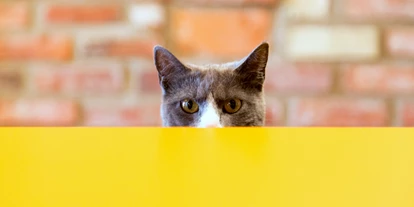 Rollstuhlgerechte Unterkunft - Pflegebett - Katze - Behindertenferien Nordsee - Ferienhof für Menschen mit & ohne Handicap an der Nordsee
