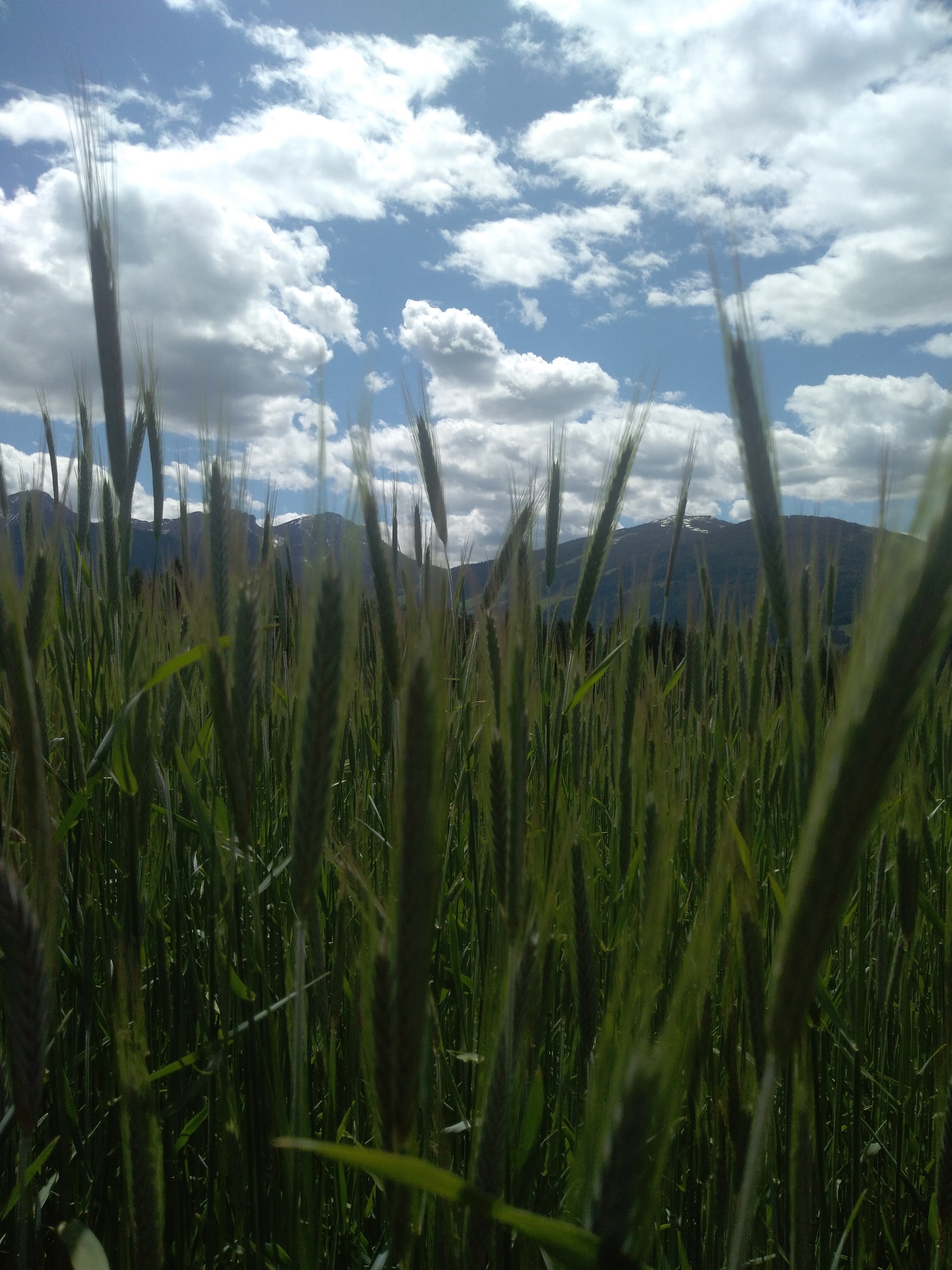 Rollstuhlgerechte Unterkunft - Unser Kornfeld - Masis