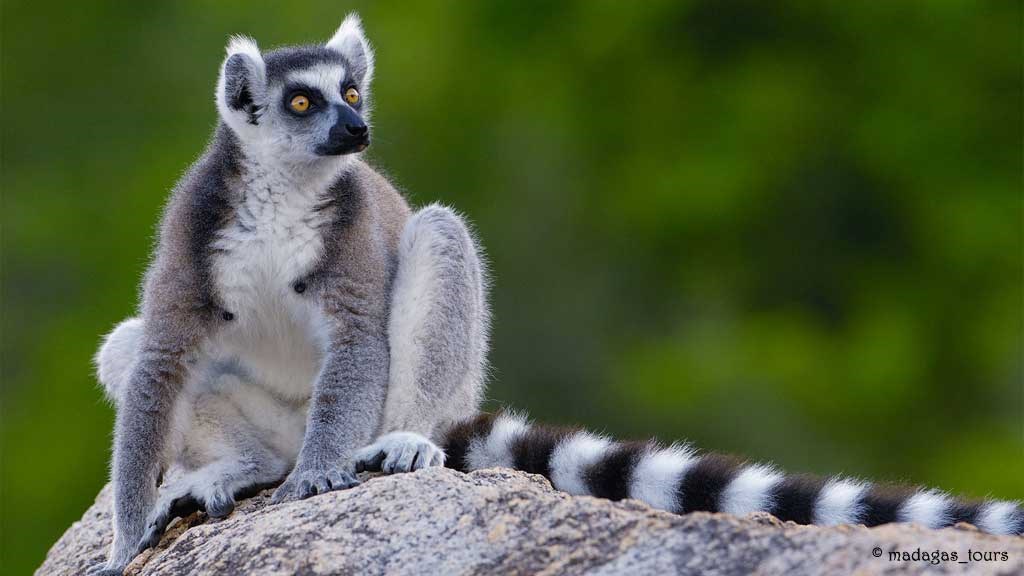 Madagastours Reisen & Touren Entdecken Sie die Vielfalt der Natur