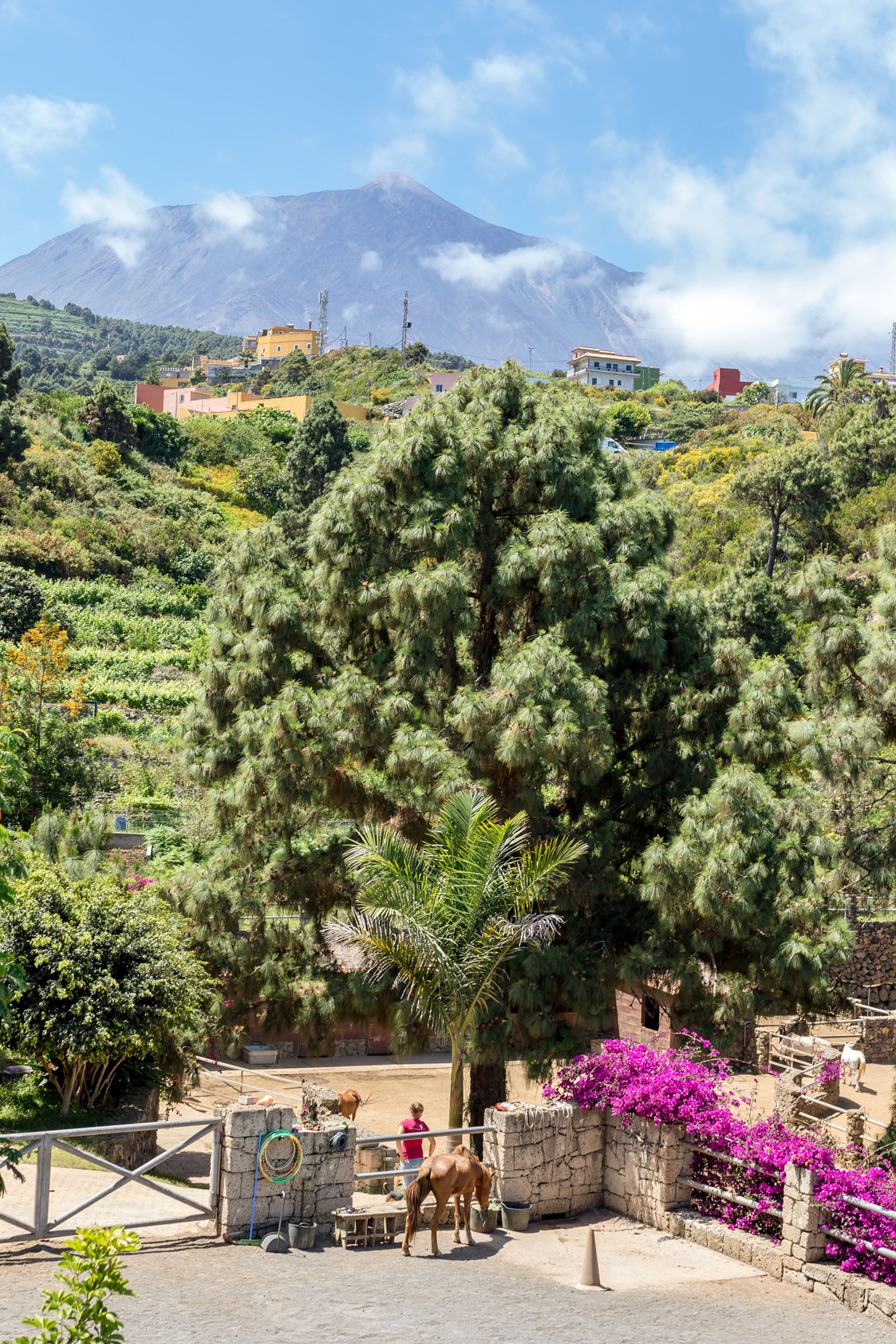 Rollstuhl-Urlaub: Reit-Therapiezentrum inmitten von Natur mit Blick auf den Teide - Riendas Vivas
