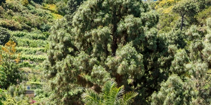 Rollstuhlgerechte Unterkunft - Pflegebett - Reit-Therapiezentrum inmitten von Natur mit Blick auf den Teide - Riendas Vivas