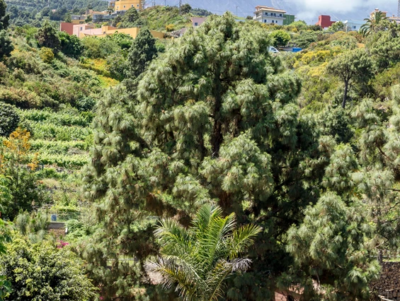 Rollstuhl-Urlaub: Reit-Therapiezentrum inmitten von Natur mit Blick auf den Teide - Riendas Vivas