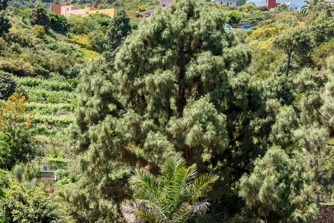 Rollstuhl-Urlaub: Reit-Therapiezentrum inmitten von Natur mit Blick auf den Teide - Riendas Vivas